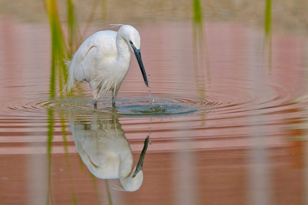 Garzetta (Egretta garzetta)